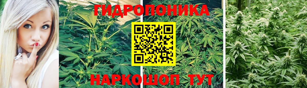 Бошки марихуана LSD WEED  Конопля тримм  Вход с VPN  Мурино  Каннабис марихуана 